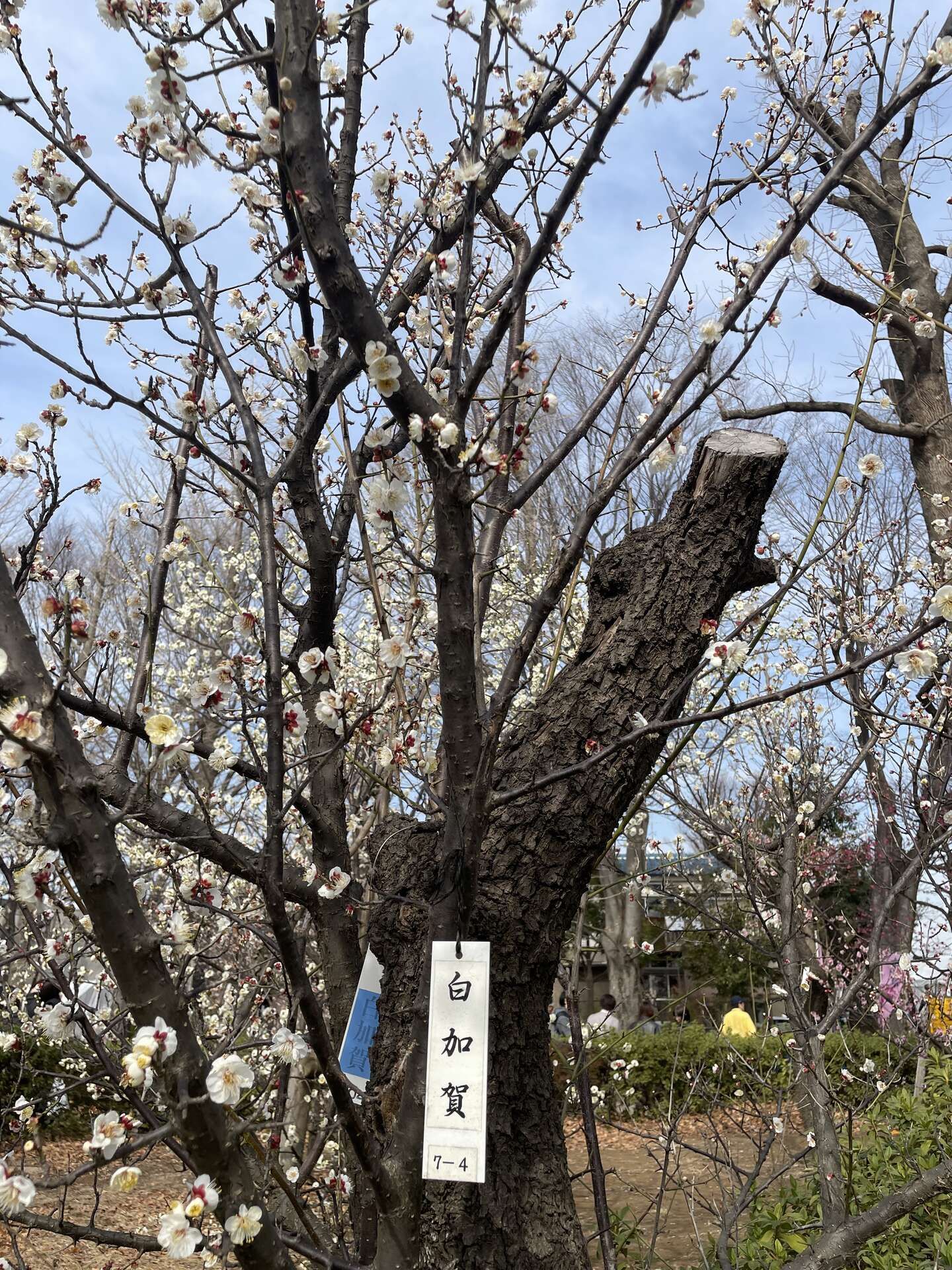 A white-blossoming plum tree with a hanging wooden label reading 白加賀, the cultivar name, tied to its trunk.