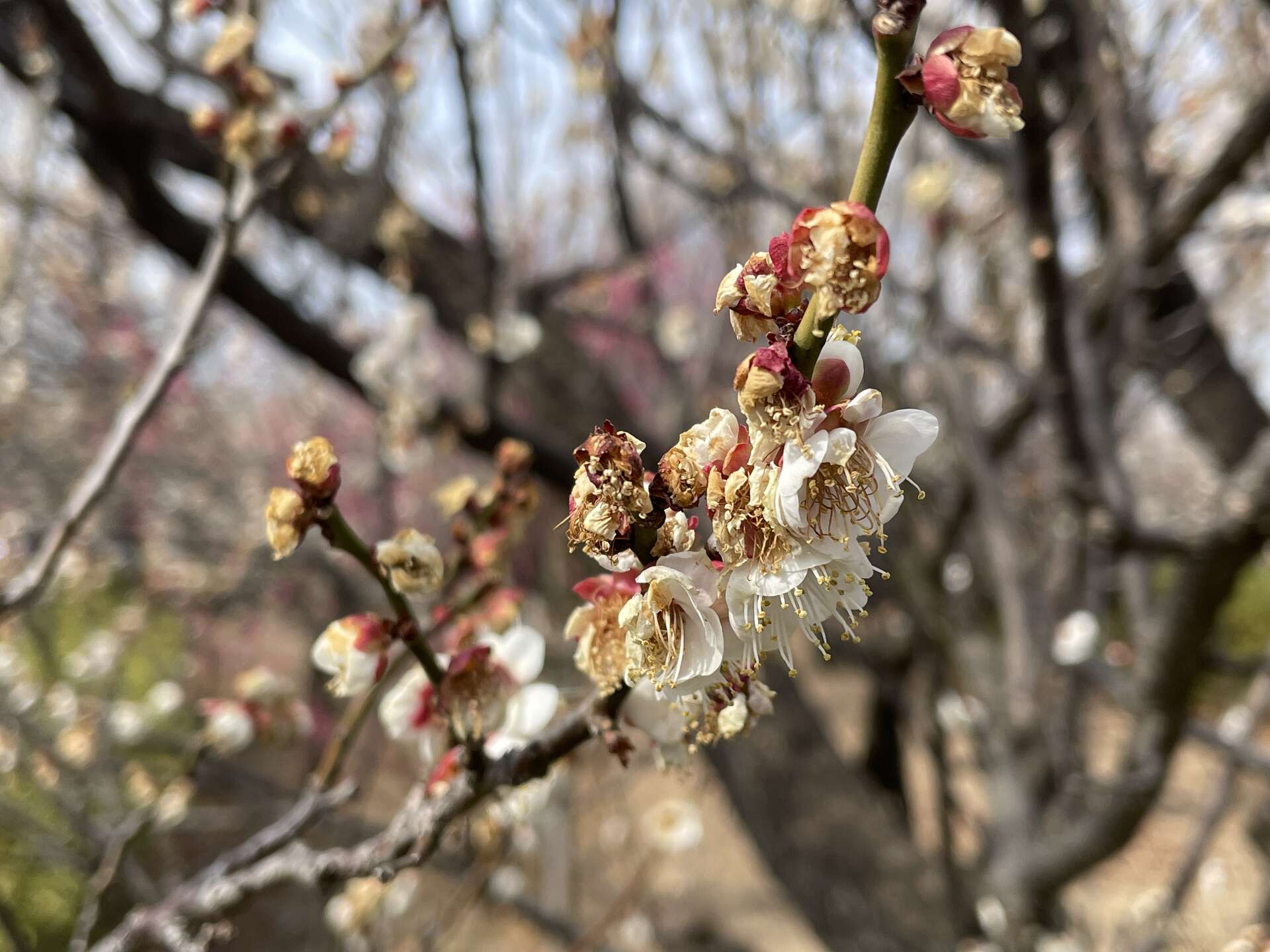 Close-up of a plum branch where some flowers are open and others have already browned and faded past their peak.