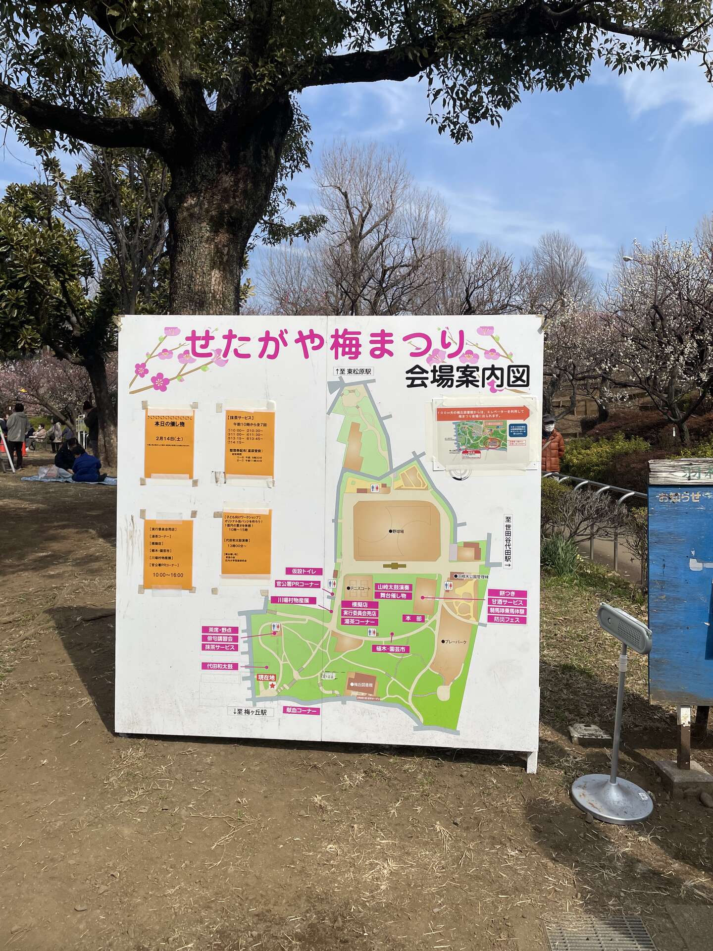 A large festival signboard under a tree showing a colour map of the Hanegi Park grounds and timetables for the Setagaya Plum Festival.