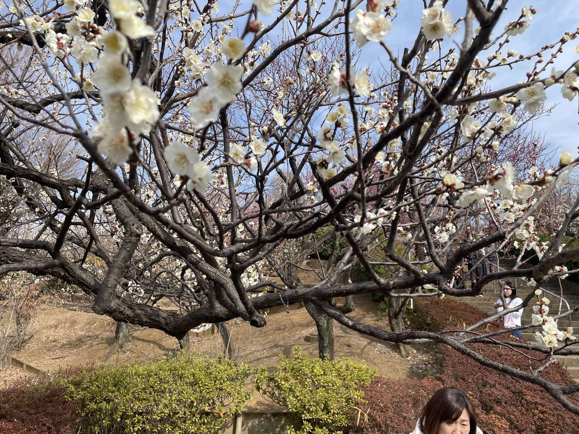 A broad plum tree in full white bloom spreading its low branches over the park, with visitors on the steps behind.